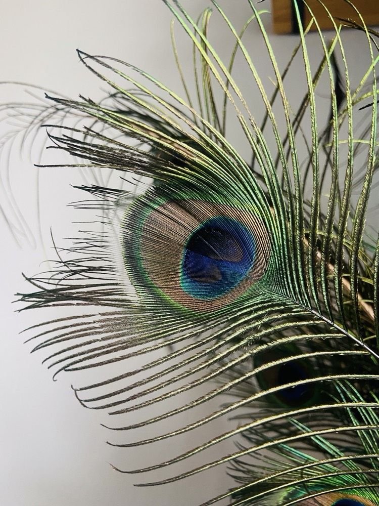 Les plumes de paon de la salle de soin